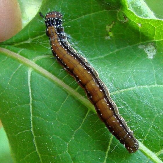 2401 Ailanthus Webworm caterpillar on Alanthus tree Franklin Co Oh 8-20-12_opt