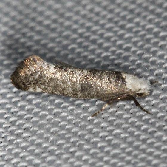 2413 Swammerdamia caesiella Thunder Lake UP Mich 6-23-13