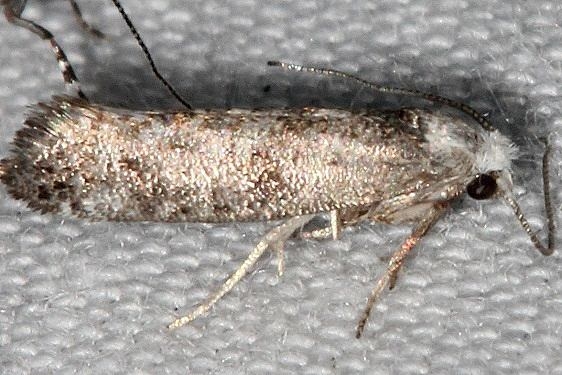 2414.2 Paraswammerdamia nebulella  Thunder Lake Mich 6-23-18 (56)_opt
