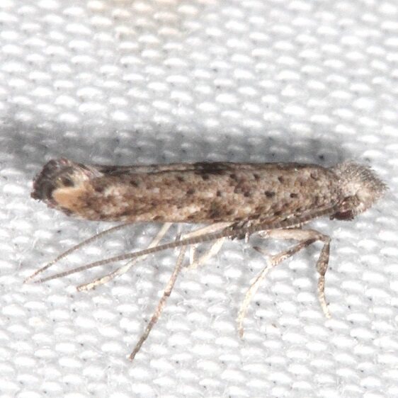 2414.4 Paraswammerdamia-lapponica-of-authors-Collier-Seminole-St-Pk-Fl-3-12-23