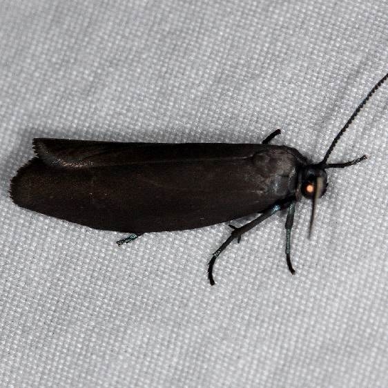 2415 Bumelia Webworm Moth Favre-Dykes St Pk Fl 2-21-15