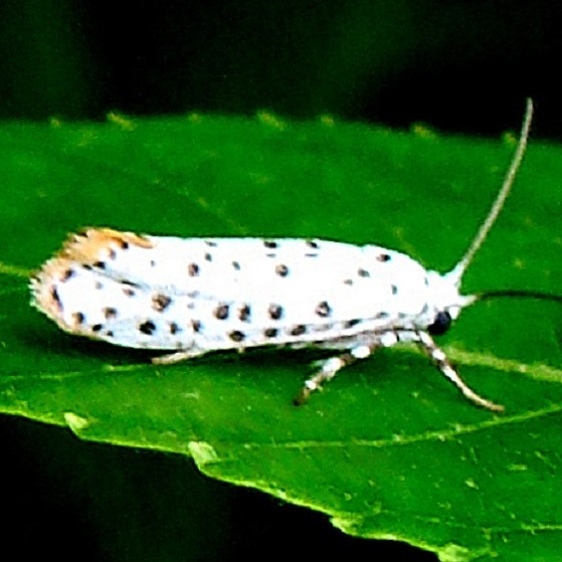 2416 Hop-tree Borer Moth Battelle Darby Metro Ancient Trail Oh 6-15-11