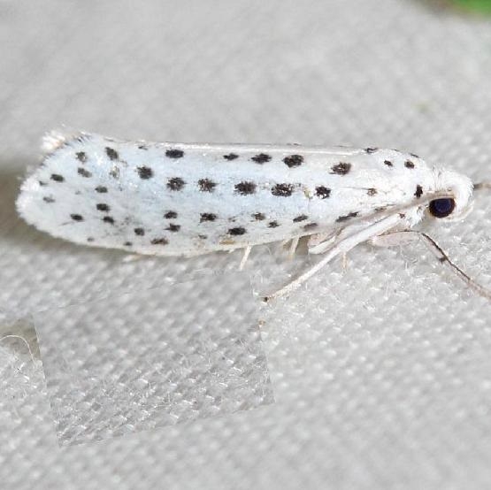 2420 American Ermine Moth yard 6-11-12