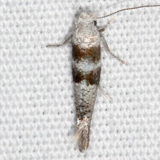 2423.96 New Species fro Europe Cedestis gysseleniella (Gold Pine Ermil Moth) BG  Fool Hollow St Pk Ariz 5-24-17  (32)_opt