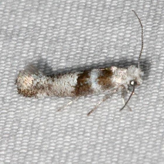2423.96 New Species fro Europe Cedestis gysseleniella (Gold Pine Ermil Moth) BG  Fool Hollow St Pk Ariz 5-24-17  (33)_opt