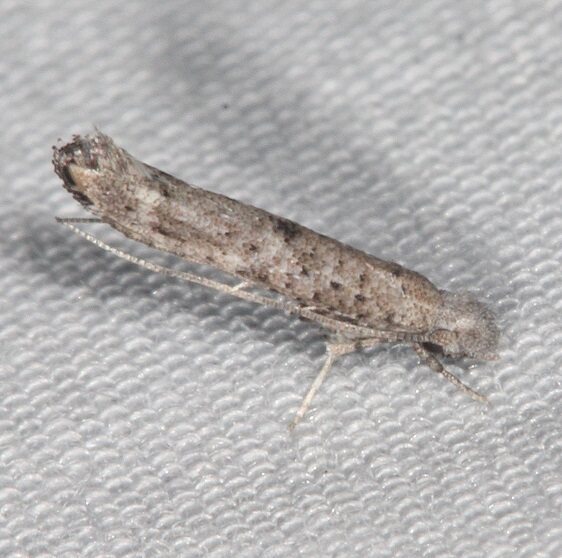 2425 Zelleria celastrussella BG Collier-Seminole St Pk Fl 3-2-21