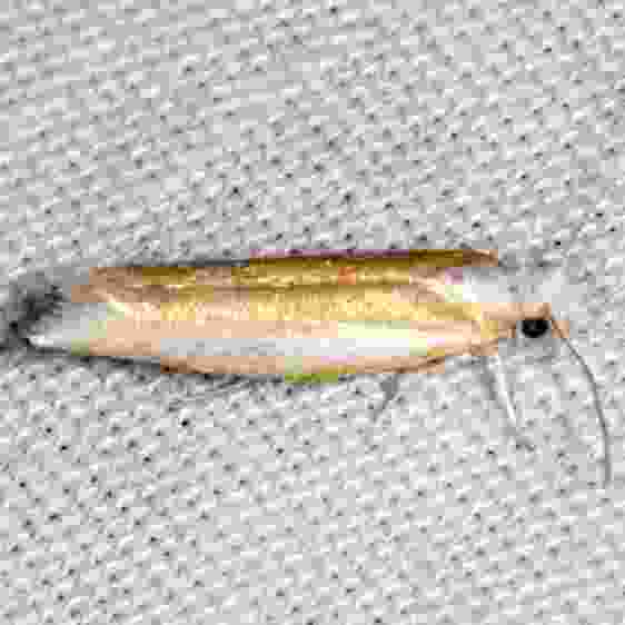 2427-Pine-Needle-Sheathminer-WhiSpering-Pines-Resort-Thunder-Lake-Mi-8-23-22