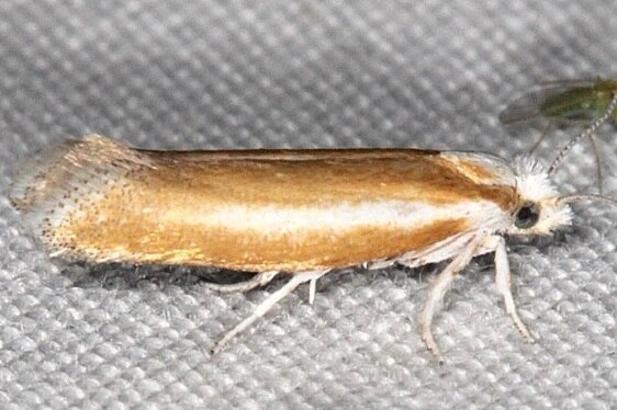 2427 Pine Needle Sheathminer-Zelleria-haimbachi-BG-Lac-Seul-Goose-Bay Camp Canada 7-26-22
