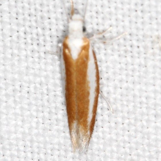 2427-Pine-Needle-Sheathminer-Zelleria-haimbachi-BG-Lac-Seul-Goose-Bay-Camp-Canada-7-26-22-2