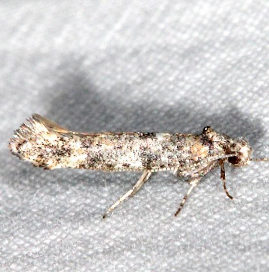 2428 Zelleria ochroplagiata-Fools Hollow St Pk Ar 5-24-17