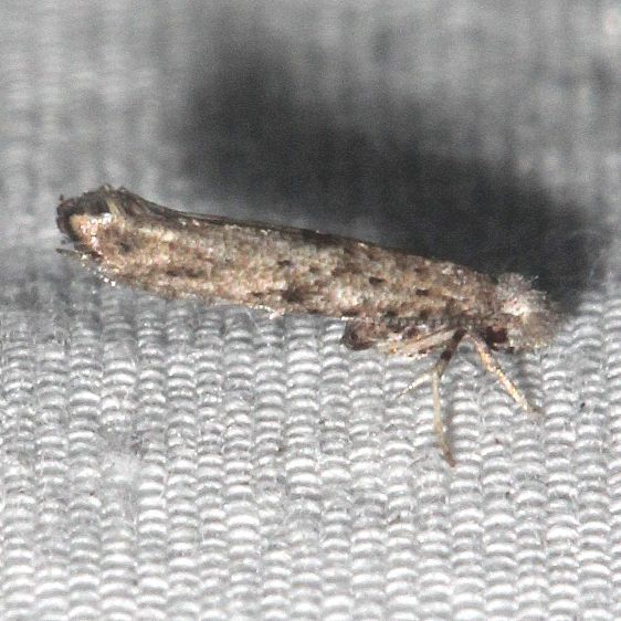 2430.97-Unidentified-Zelleria-Collier-Seminole-St-Pk-Fl-3-19-25-15