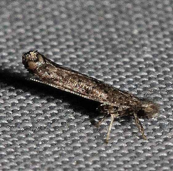 2432.97 Unidentified Zelleria Moth Mahogany Hammock Everglades Natl Pk 3-10-13