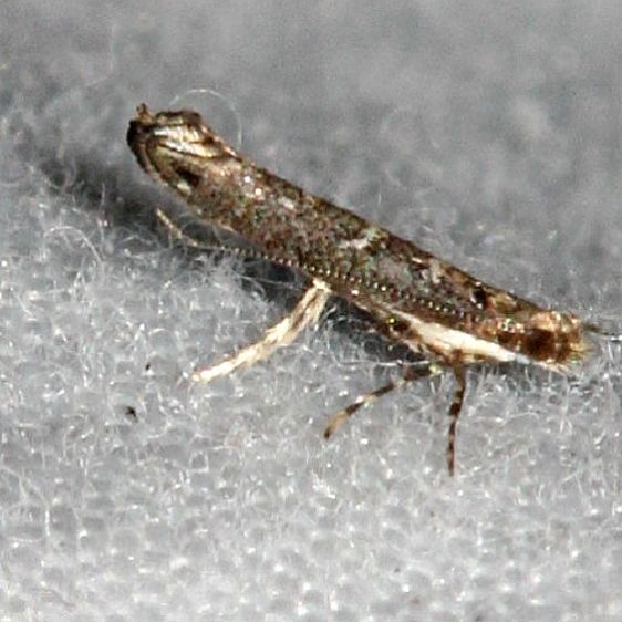 2432.97 Unidentified Zelleria Moth  Moth Faver-Dykes St Pk Fla 2-22-15 (74)_opt