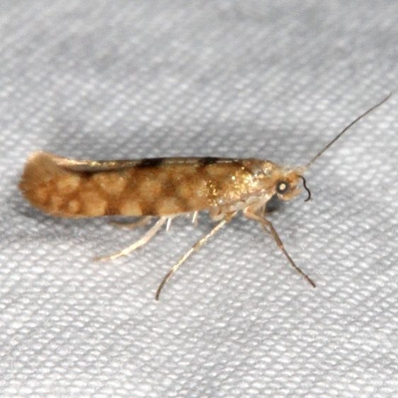 2435 Argyresthia alternatella or nearby Bluewater Lake St Pk New Mexico 5-21-17(7)_opt