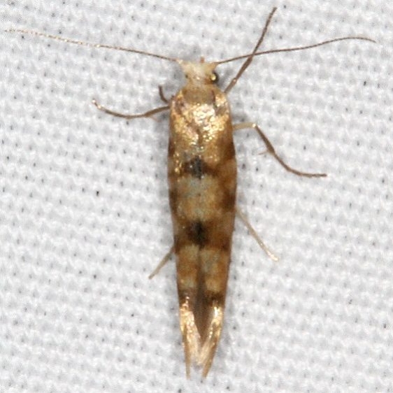 2435 Argyresthia alternatella or nearby Bluewater Lake St Pk New Mexico 5-21-17(8)_opt