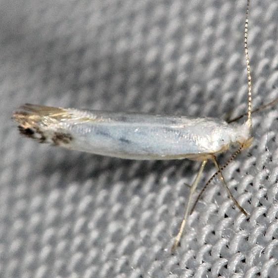 2438 Argyresthia apicimaculella yard 6-13-13