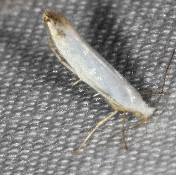 2438 Argyresthia apicimaculella-Burr Oak St Pk at cabin 6-27-14