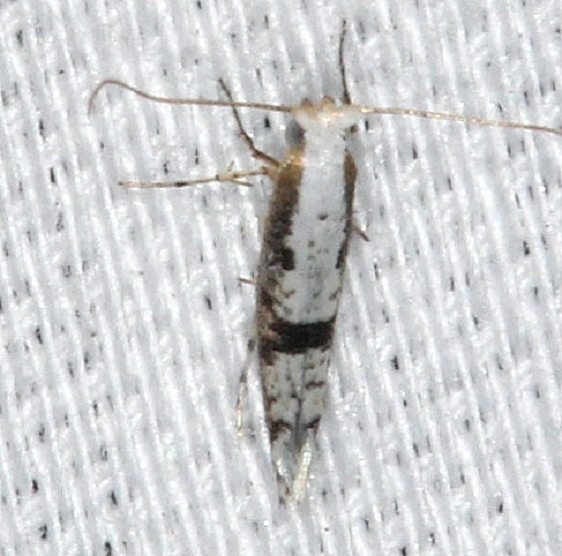 2441 Argyresthia austeralla Collier Seminole St Pk 3-2-14