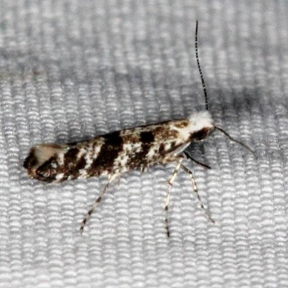 2441 Argyresthia austerella Favre Dykes St Pk Fl 2-17-17_opt