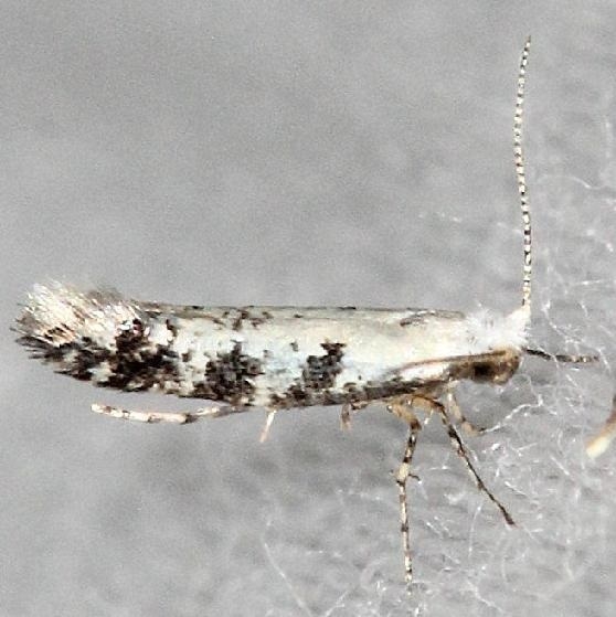 2441 Argyresthia austerella yard 5-29-13