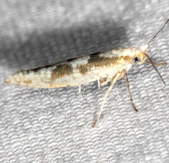 2447-Argyresthia-chalcochrysa-BG-Goose-Bay-Camp-Lac-Seul-Canada-8-4-22
