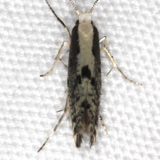 2449-Apple-Fruit-Moth-Goose-Bay-Camp-Lac-Seul-Canada-7-26-22