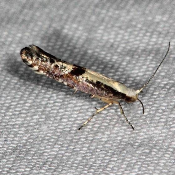2449 Apple Fruit Moth Thunder Lake UP Mich 6-23-14