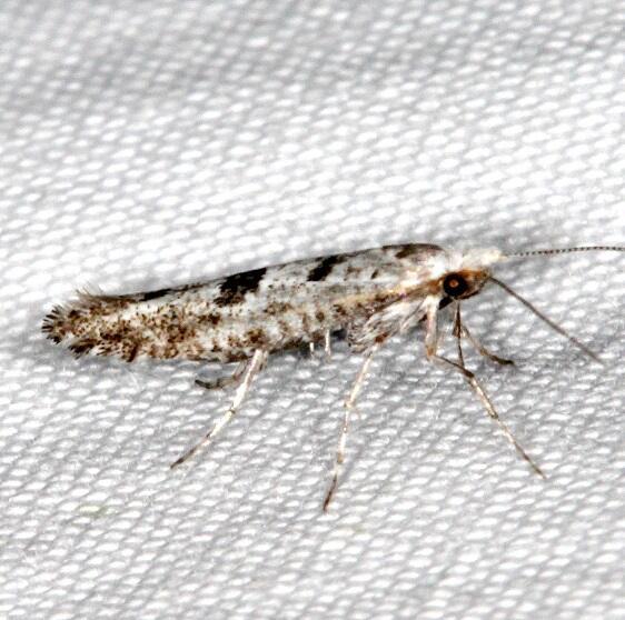 2456 Argyresthia furcatella BG2024-Black-Canyon-at-the Gunnison Natl Pk Co 6-14-17