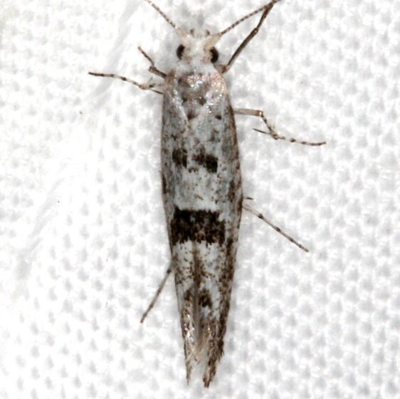 2456-Argyresthia-furcatella-BG2024-Black-Canyon-at-the-Gunnison-Natl-Pk-Co-6-14-17-2
