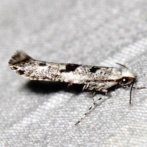 2456-Argyresthia-furcatella-BG2024-Black-Canyon-at-the-Gunnison-Natl-Pk-Co-6-14-17-3