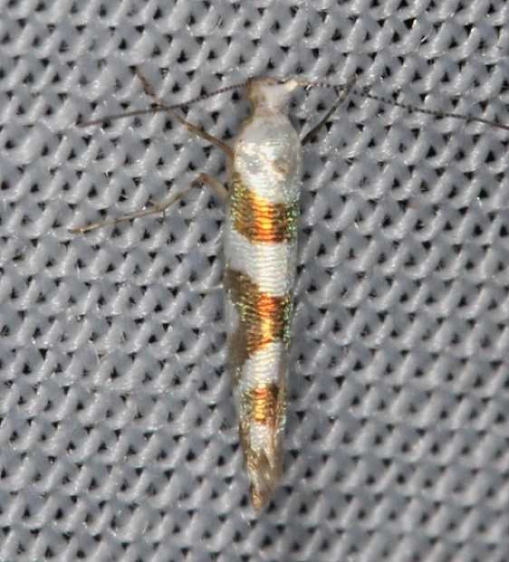 2457 Bronze Alder Moth Lake of the Woods Ontario 7-26-16 (26a)_opt