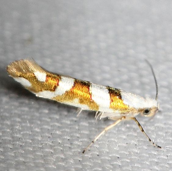2457 Bronze Alder Moth Thunder Lake 6-23-12
