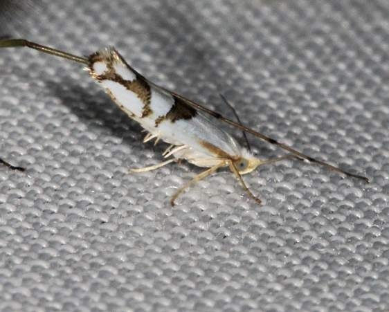 2467 Cherry Shoot Borer Moth Lake of the Woods Ontario 7-20-16 (115a)_opt