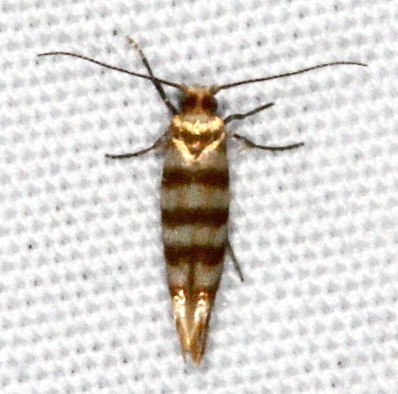 2475 Argyresthia quadristrigella Gen Butler St PK Ky 4-18-17 (2)_opt