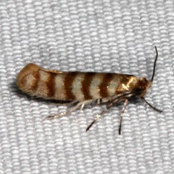 2475 Argyresthia quadristrigella Gen Butler St PK Ky 4-18-17_opt