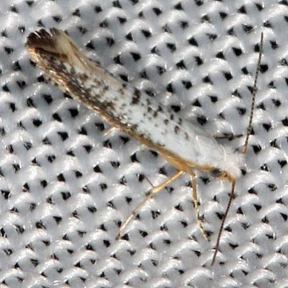 2479 Speckled Argyresthia Moth yard 8-14-16 (12a)_opt