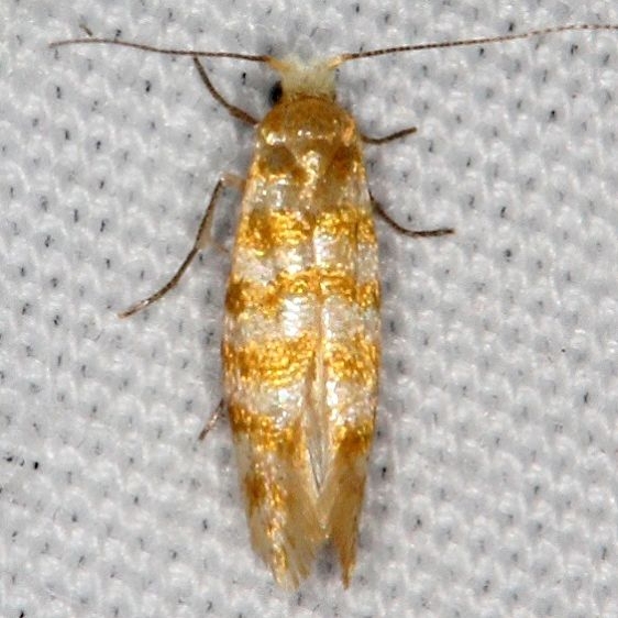 2480 Argyresthia thoracella Devil's Canyon Campground National Forest Utah 6-7-17 (107)_opt