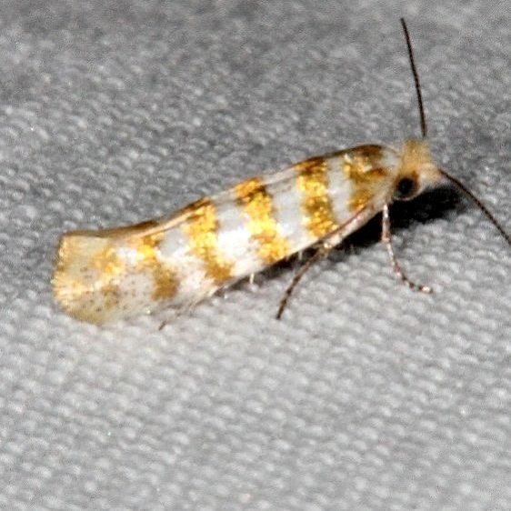 2480 Argyresthia thoracella Devil's Canyon Campground National Forest Utah 6-7-17 (109)_opt
