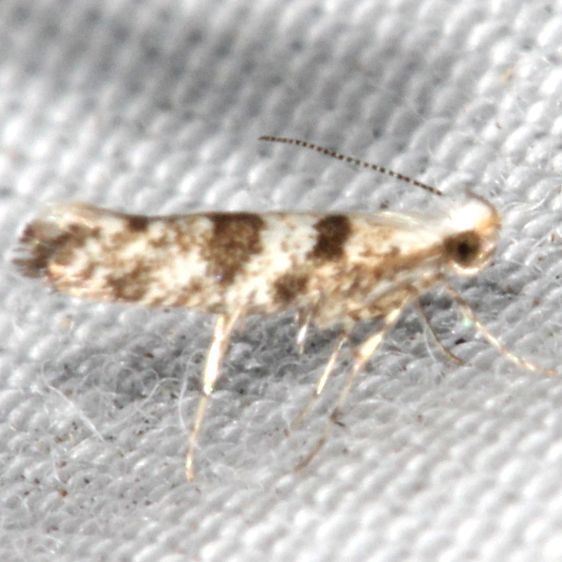 2481-Arboritae-Leafminer-Tomoka-St-Pk-Fl-3-25-25-33