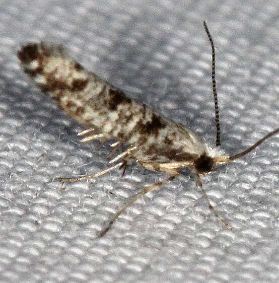 2481-Arborvitae-Leafminer-tentative-Lake-Kissimme-St-Pk-Fl-2-28-22