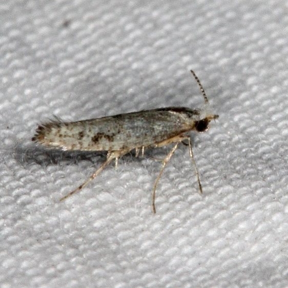 2484.97 BG Unidentified Argyresthia Moth River Junction Withalecoochee St Forest Fl 2-21-17 (6)_opt