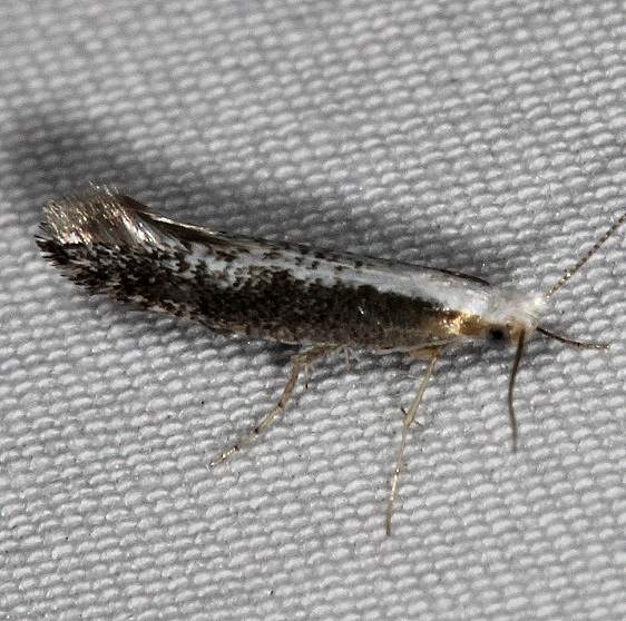 2484.97 Unidentified BG Argyresthia Moth Devil's Canyon Manti-La Sal Natl Forest Utah 6-8-17 (83)_opt