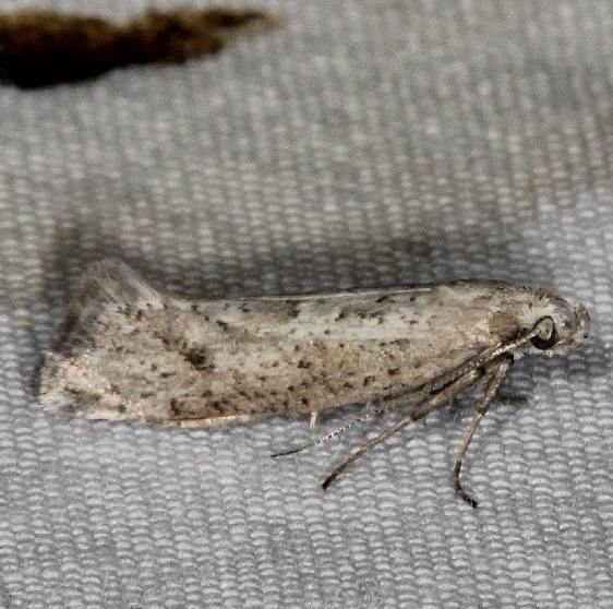 2491 Acrolepiopsis leucoscia yard 5-7-15