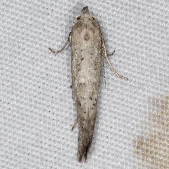 2491 Acrolepiopsis leucoscia yard 5-7-15