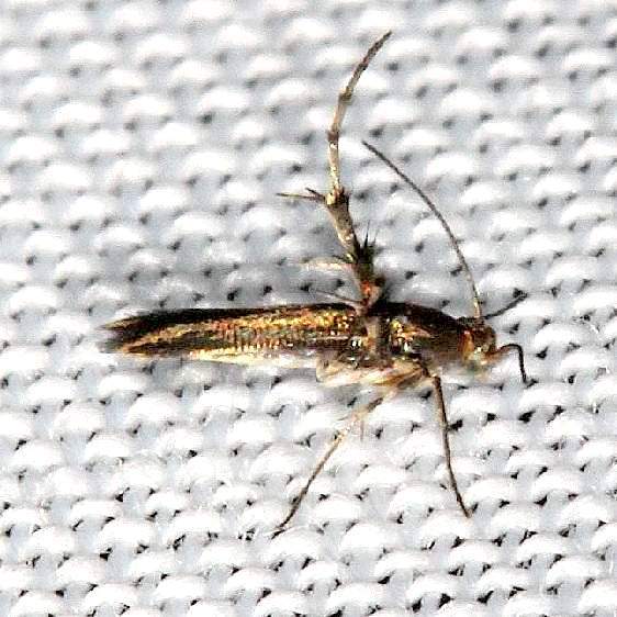 2493.1-Cycloplasis-immaculata-NABA-Garens-Mission-Texas-11-4-13