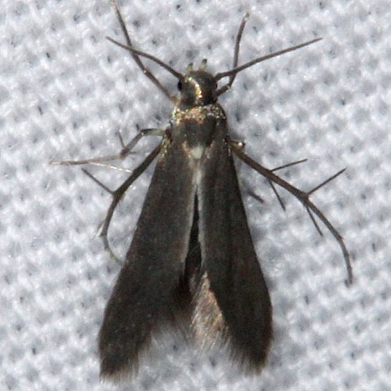 2507 Schreckensteinia erythriella yard 7-6-14 (14)_opt