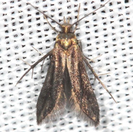 2509 Blackberry Skeletonizer Moth yard 5-30-13