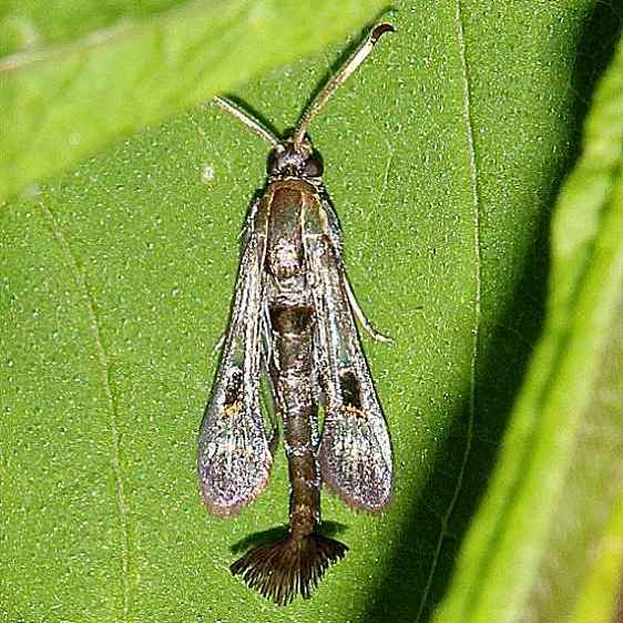 2532 Virginia Creepper Clearwing Moth Dyer-Run-Ski Trail Battelle Darby Metro Pk 7-3-19
