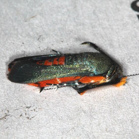 2536-Squash-Vine-Borer-Moth-Cheryls-yard-7-6-21-1