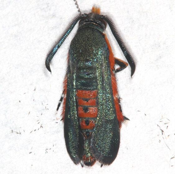 2536-Squash-Vine-Borer-Moth-Cheryls-yard-7-6-21-2